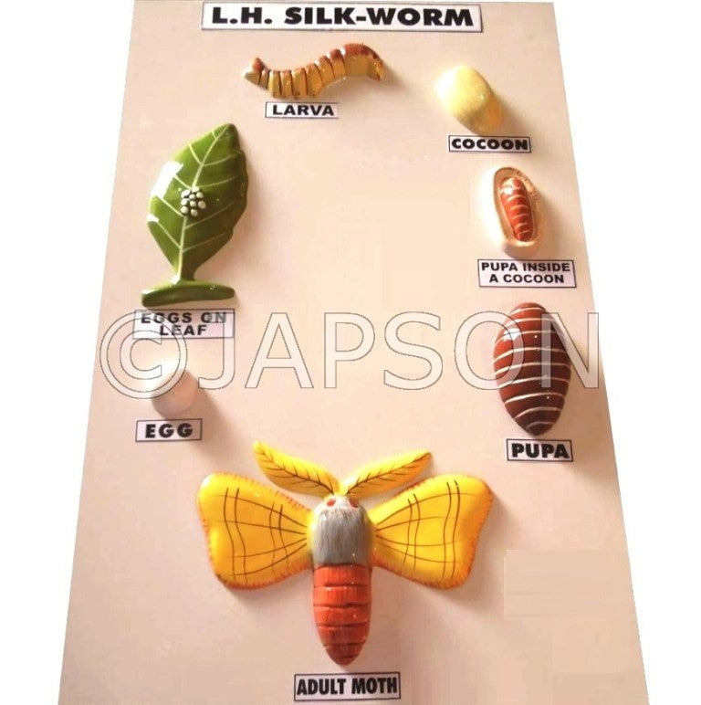 Model, Life History of L.H. Silkworm Model, Life History of L.H. Silkworm